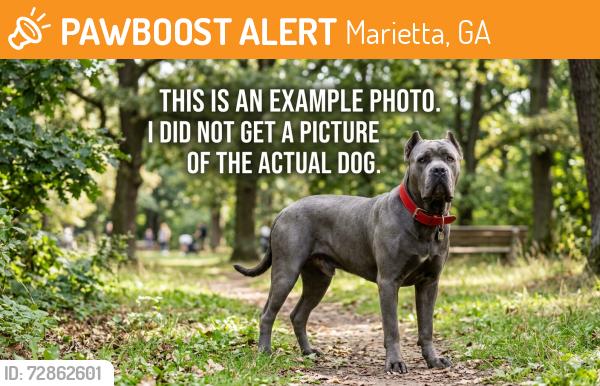 Found/Stray Unknown Dog last seen Running towards Well star hosp on canton road in Marietta ga , Marietta, GA 30062