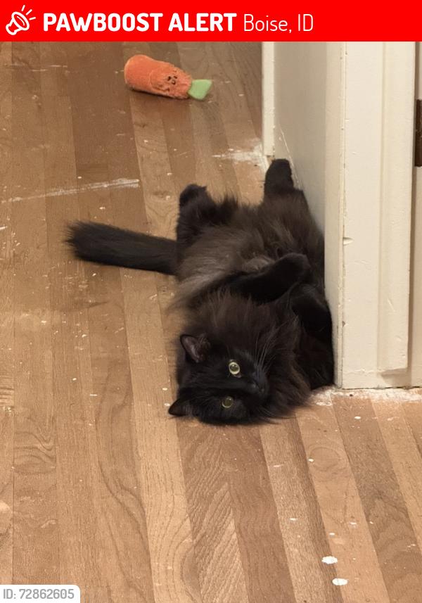 Lost Male Cat last seen 19th street and Good Street, Boise, ID 83702
