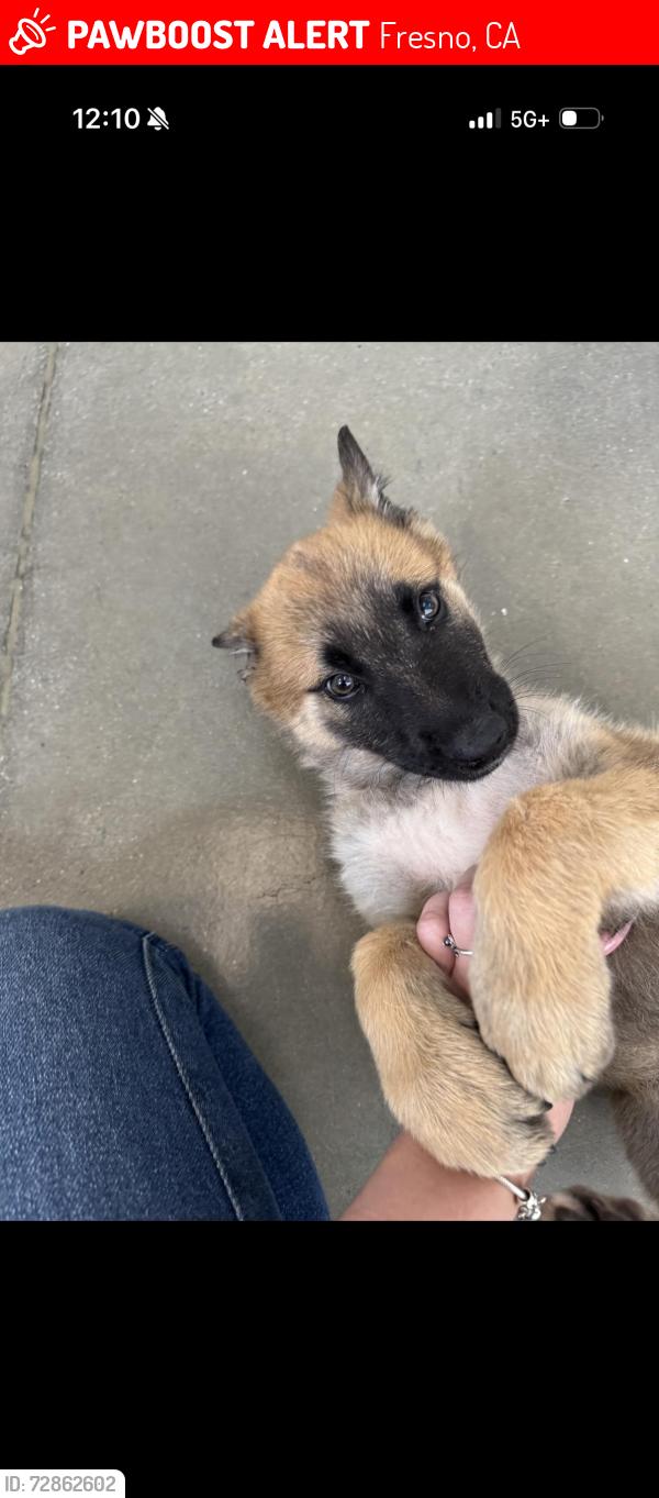 Lost Male Dog last seen Blythe and McKinley , Fresno, CA 93722