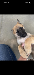 Lost Male Dog last seen Blythe and McKinley , Fresno, CA 93722