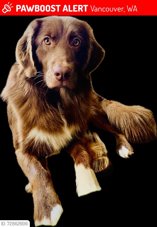 Lost Male Dog last seen 133rd, Vancouver, WA 98682