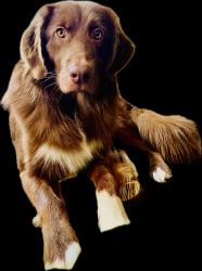 Lost Male Dog last seen 133rd, Vancouver, WA 98682
