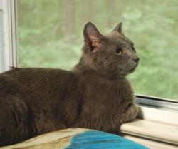 Found/Stray Male Cat last seen Mount Tabor Churhc Rd and Mud Run Road, North of Pickens SC, Pickens County, SC 29671