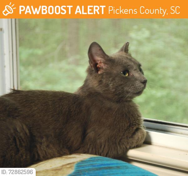 Found/Stray Male Cat last seen Mount Tabor Churhc Rd and Mud Run Road, North of Pickens SC, Pickens County, SC 29671