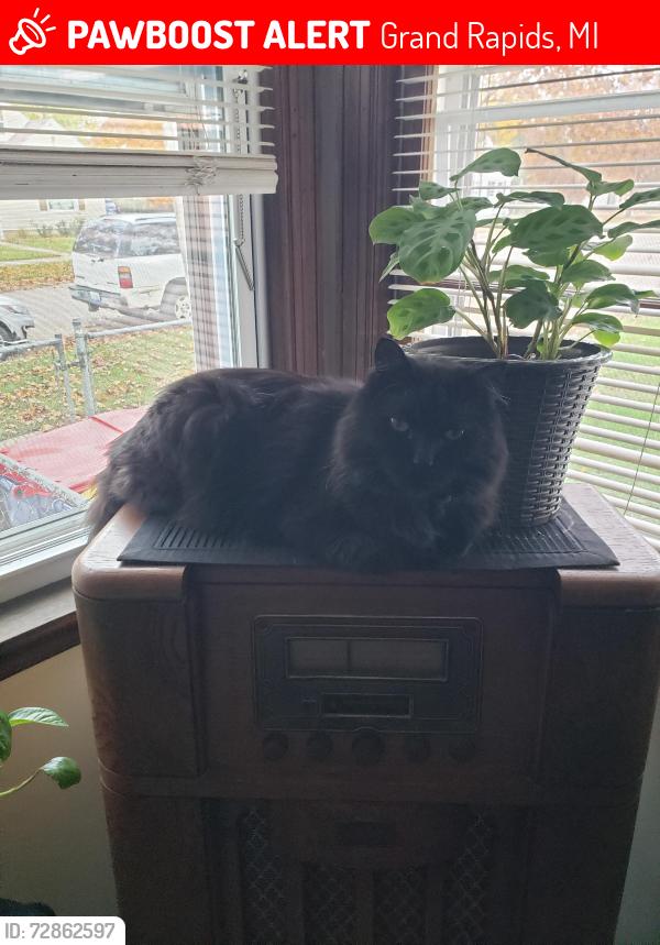 Lost Male Cat last seen Futon, Grand Rapids, MI 49504