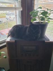 Lost Male Cat last seen Futon , Grand Rapids, MI 49504