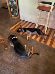 Found/Stray Male Dog last seen Kathleen and Fairbanks Lakeland,  f l, Lakeland, FL 33801