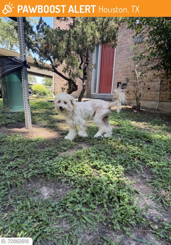 Found/Stray Male Dog last seen Near briar forest dr , Houston, TX 77063