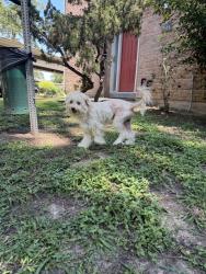 Found/Stray Male Dog last seen Near briar forest dr , Houston, TX 77063