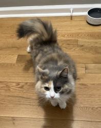 Lost Female Cat last seen Red lane ext. , Salem, VA 24153