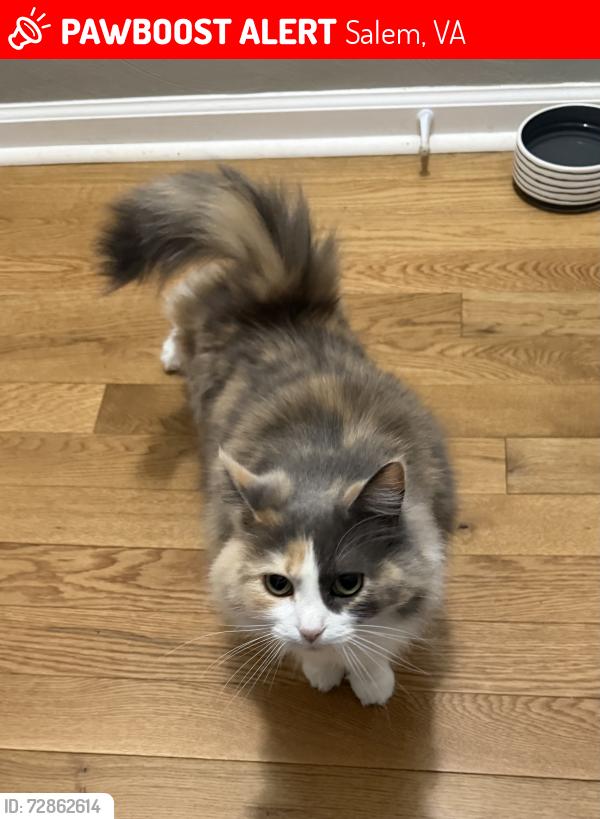 Lost Female Cat last seen Red lane ext. , Salem, VA 24153
