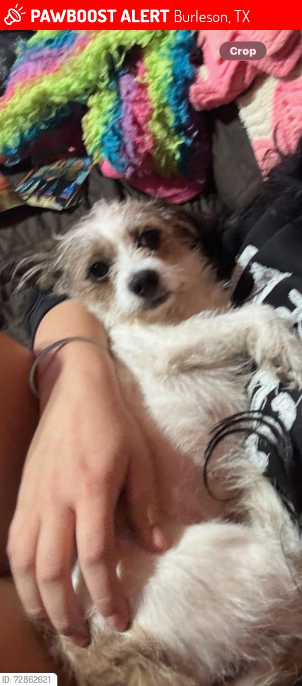Lost Female Dog last seen Plantation s on hidden creek, Burleson, TX 76028