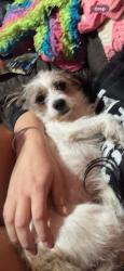 Lost Female Dog last seen Plantation s on hidden creek, Burleson, TX 76028