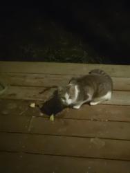 Found/Stray Unknown Cat last seen Cooley Rd & Broad Street Rd Rte 250, Goochland County, VA 23065