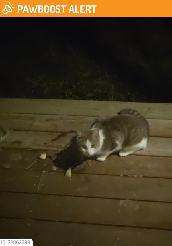 Found/Stray Unknown Cat last seen Cooley Rd & Broad Street Rd Rte 250, Goochland County, VA 23065