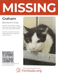Reunited Male Cat last seen Rodeo drive, Irving, TX 75063