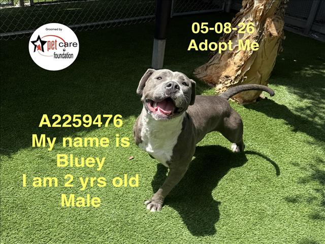 Shelter Stray Male Dog last seen , Los Angeles, CA 90047