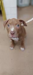 Shelter Stray Male Dog last seen , Chula Vista, CA 91911