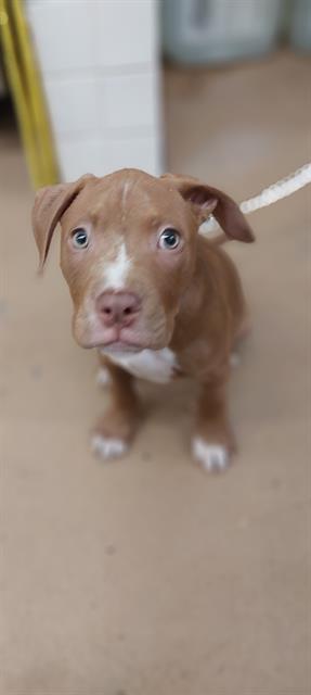 Shelter Stray Male Dog last seen , Chula Vista, CA 91911
