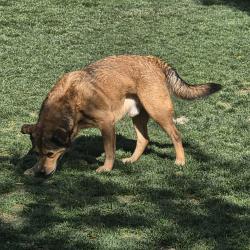 Found/Stray Male Dog last seen Panorama dog park , Cathedral City, CA 92234