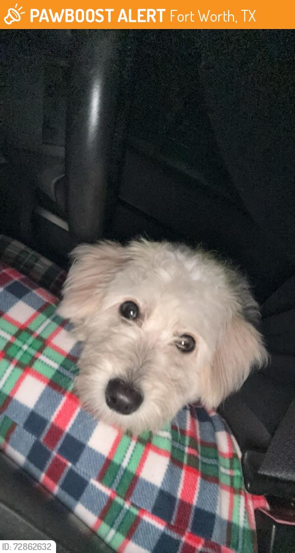 Found/Stray Male Dog last seen Where Eastchase turns into Randall Mill. Before the round about where Randall Mill meets Precint Line Road. Zip code 76120 , Fort Worth, TX 76120