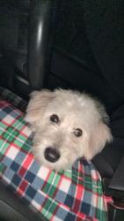 Found/Stray Male Dog last seen Where Eastchase turns into Randall Mill. Before the round about where Randall Mill meets Precint Line Road. Zip code 76120 , Fort Worth, TX 76120