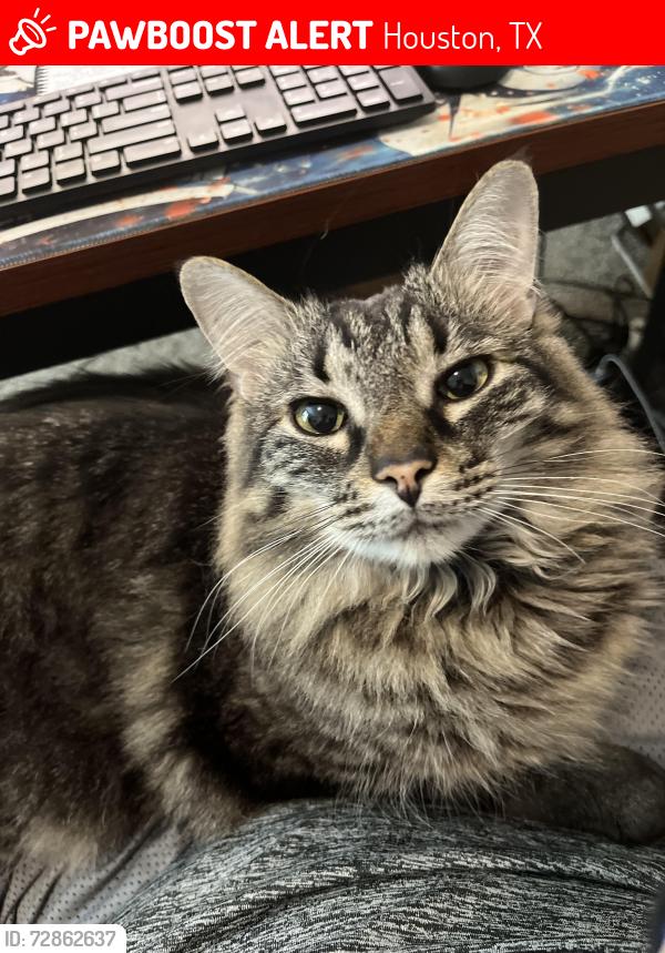 Lost Male Cat last seen Imperial Heights Neighborhood , Houston, TX 77073
