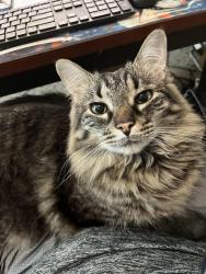 Lost Male Cat last seen Imperial Heights Neighborhood , Houston, TX 77073