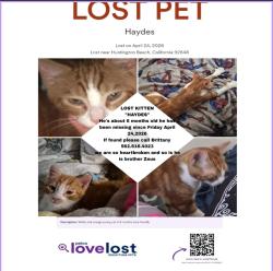 Lost Male Cat last seen Garfield and Delaware, Huntington Beach, CA 92648