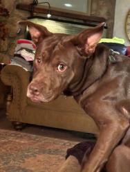 Lost Male Dog last seen High falls road/Barrow Road/Hwy 16 / Central Lake/Elizabeth Lane (East Griffin), Griffin, GA 30223