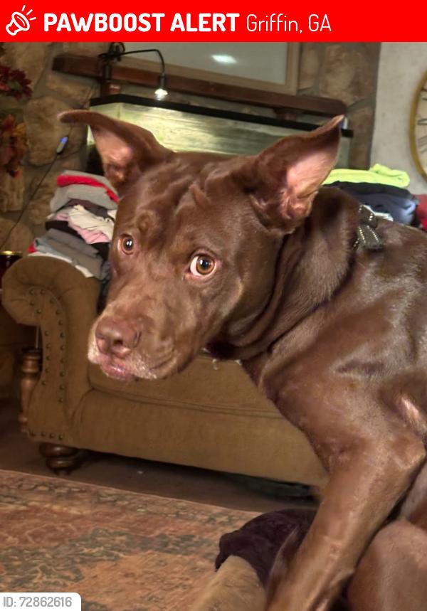 Lost Male Dog last seen High falls road/Barrow Road/Hwy 16 / Central Lake/Elizabeth Lane (East Griffin), Griffin, GA 30223