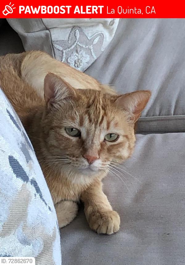Lost Male Cat last seen Baya and Cetrino in The Citrus. , La Quinta, CA 92253