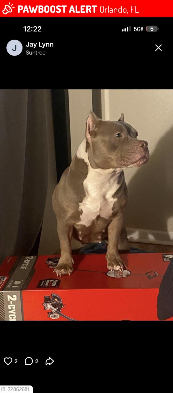 Lost Female Dog last seen Suntrer, Orlando, FL 32817