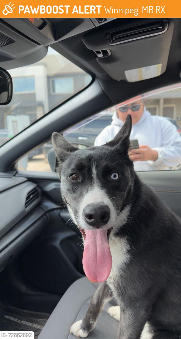 Found/Stray Female Dog last seen Fife st, Winnipeg, MB R2X