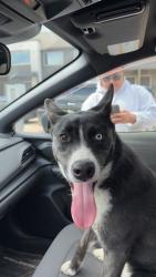 Found/Stray Female Dog last seen Fife st, Winnipeg, MB R2X