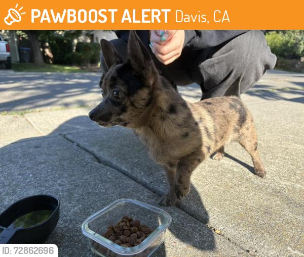 Found/Stray Female Dog last seen Albany Ave, Cowell Bld, Davis, CA 95618