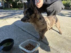 Found/Stray Female Dog last seen Albany Ave, Cowell Bld, Davis, CA 95618