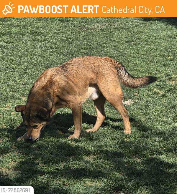 Found/Stray Male Dog last seen Panorama dog park , Cathedral City, CA 92234