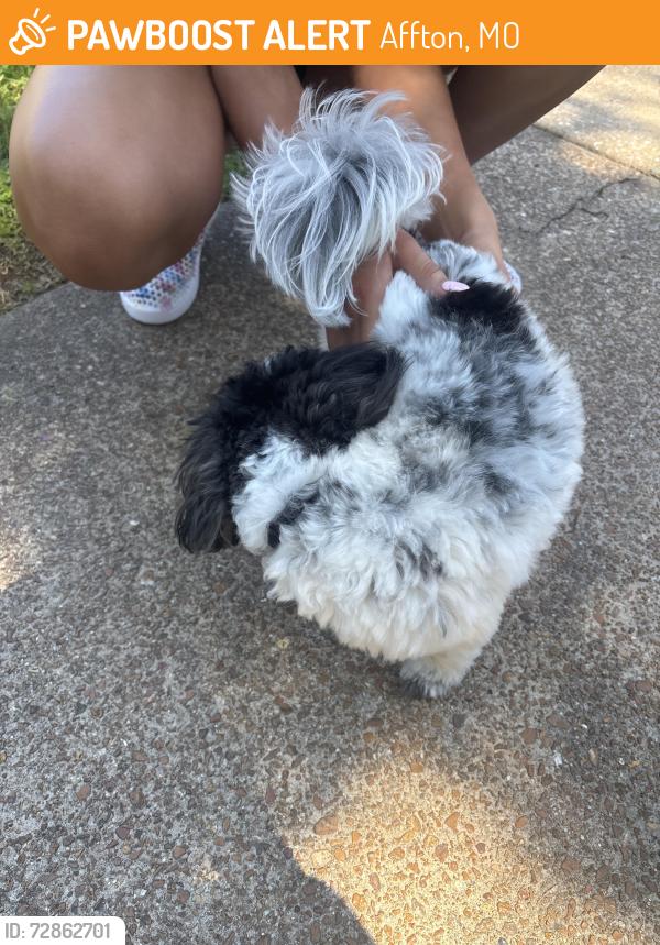 Found/Stray Unknown Dog last seen Near Mullally Drive , Affton, MO 63123