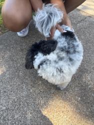 Found/Stray Unknown Dog last seen Near Mullally Drive , Affton, MO 63123