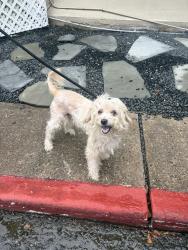 Found/Stray Male Dog last seen Near briar forest dr , Houston, TX 77063