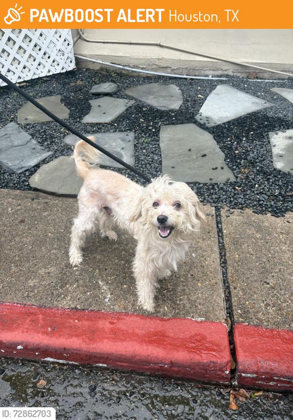 Found/Stray Male Dog last seen Near briar forest dr , Houston, TX 77063