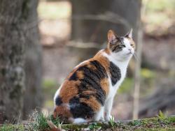 Lost Female Cat last seen August Drive, Bartlett, TN 38133