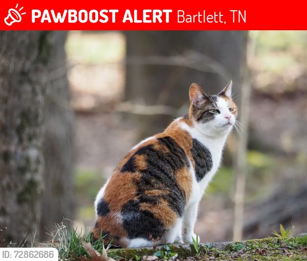 Lost Female Cat last seen August Drive, Bartlett, TN 38133