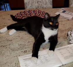Lost Male Cat last seen Kirkman Preserve , Birmingham, AL 35242