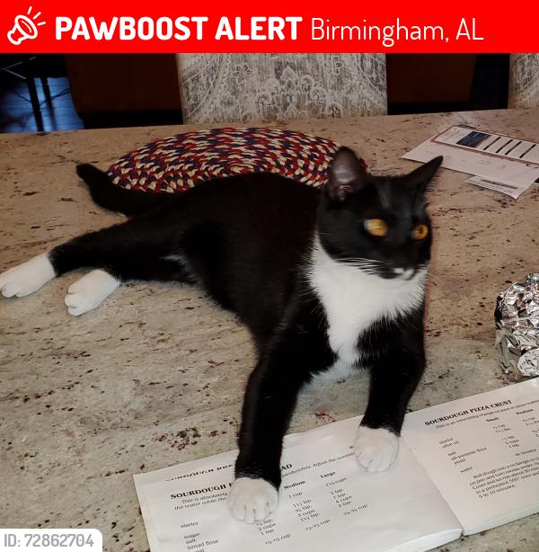 Lost Male Cat last seen Kirkman Preserve , Birmingham, AL 35242