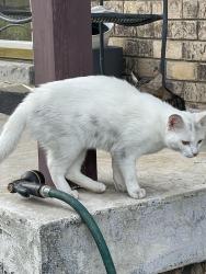 Found/Stray Female Cat last seen Sanders Ferry Boat Ramp, Hendersonville, TN 37075