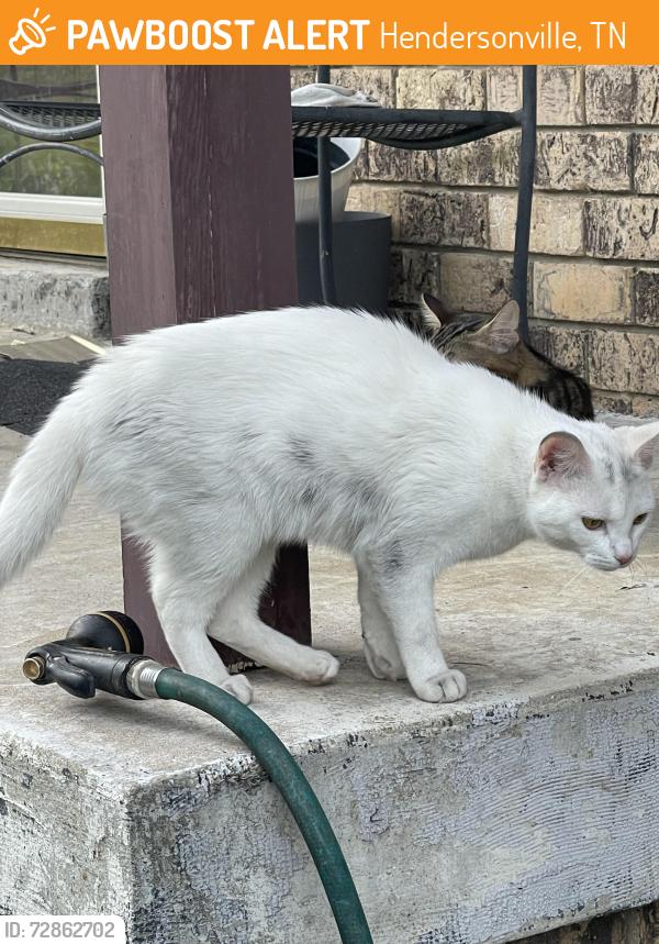Found/Stray Female Cat last seen Sanders Ferry Boat Ramp, Hendersonville, TN 37075