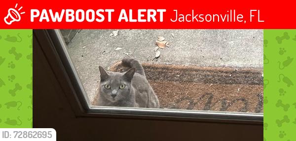 Lost Female Cat last seen Fire Fly Lane in Knotts Landing area, Jacksonville, FL 32244