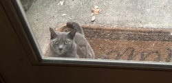 Lost Female Cat last seen Fire Fly Lane in Knotts Landing area, Jacksonville, FL 32244